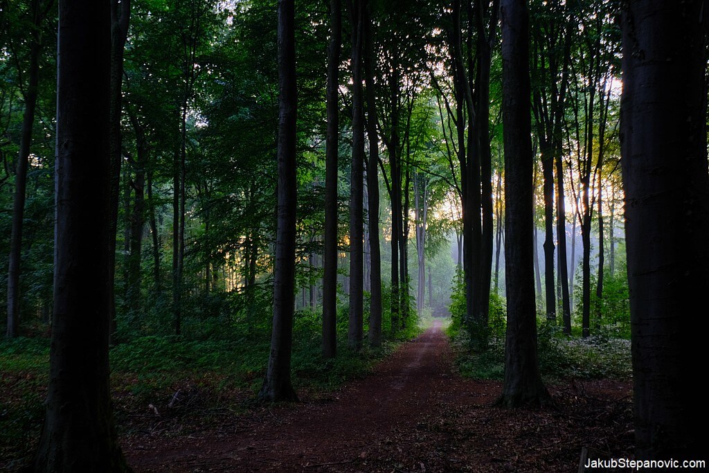 Forests in Belgium